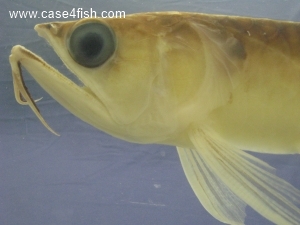 Foto Galerie/Osteoglossiformes/Osteoglossum bicirrhosum/Osteoglossum bicirrhosum_05_S.jpg